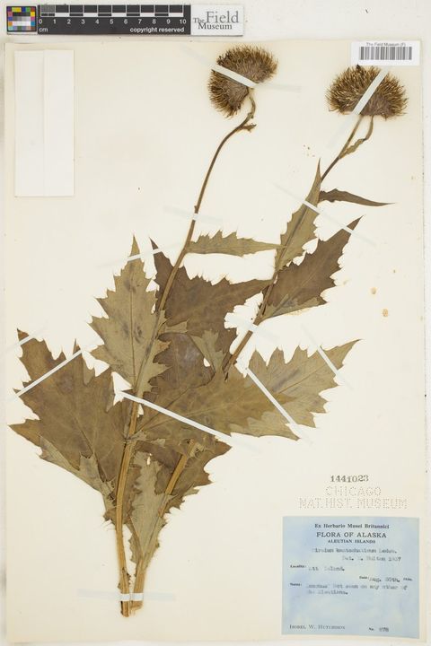 Cirsium kamtschaticum Ledeb. ex DC.