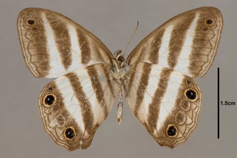 Pareuptychia hesionides (Forster, 1964)