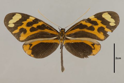 Melinaea mnasias lucifer Bates, 1862