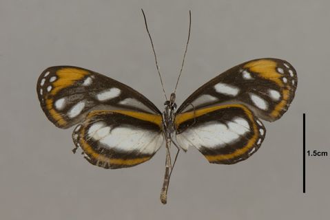 Oleria Hübner, 1816