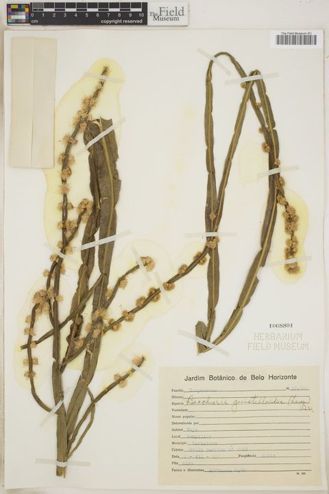 Baccharis genistelloides (Lam.) Pers.