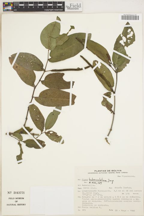 Piper tuberculatum Jacq.