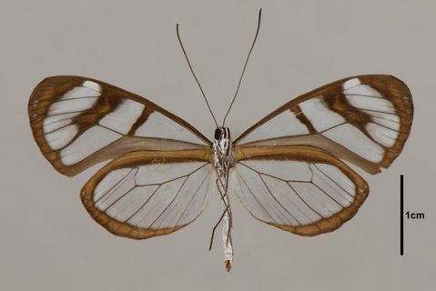 Oleria aquata (Weymer, 1875)