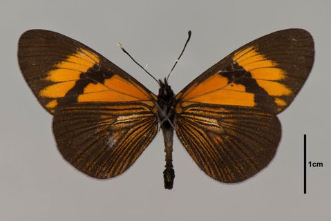 Actinote Hübner, 1819