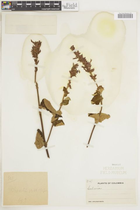 Salvia L.