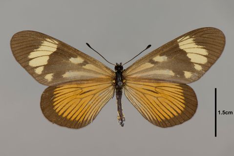 Actinote Hübner, 1819