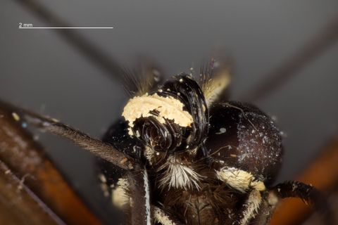 Heliconius erato (Linnaeus, 1758)