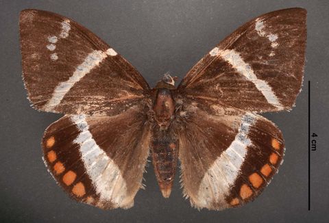 Telchin licus (Drury, 1773)