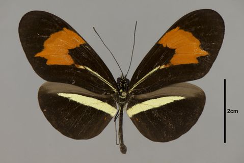 Heliconius erato demophoon