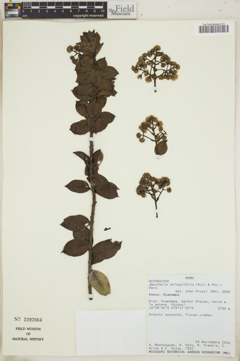 Baccharis oblongifolia (Ruiz & Pav.) Pers.