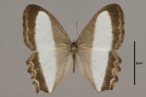 Oressinoma typhla Doubleday, 1849