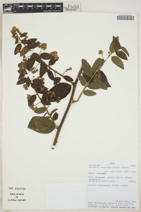 Baccharis decussata (Klatt) Hieron.
