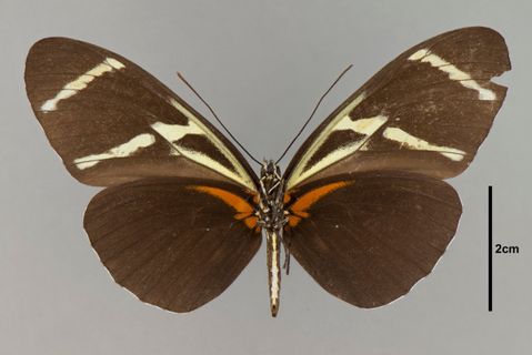 Heliconius antiochus aranea (Fabricius, 1793)