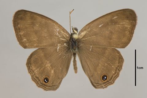 Cissia terrestris (Butler, 1867)