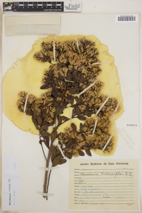 Baccharis retusa DC.