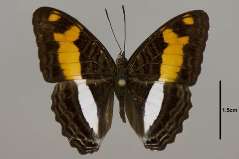 Adelpha jordani Fruhstorfer, 1915