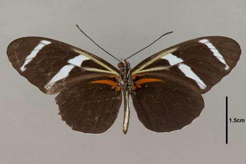 Heliconius antiochus Linnaeus, 1767