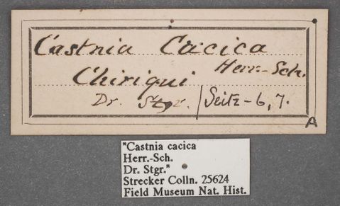 Amauta cacica (Herrich-Schäffer, 1854) — specimen label