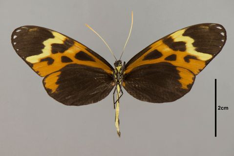 Mechanitis mazaeus pannifera Butler, 1877