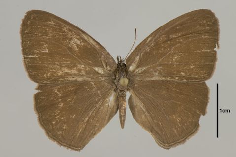 Paryphthimoides undulata (Butler, 1867)