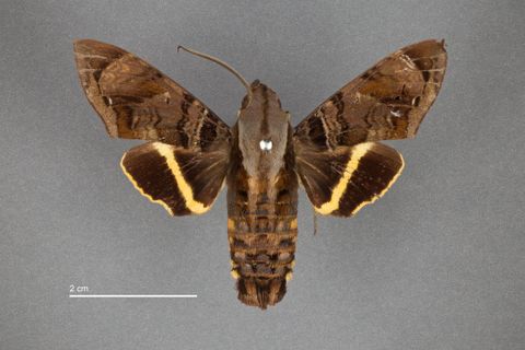 Eupyrrhoglossum sagra Poey, 1832
