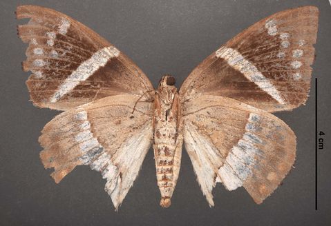 Telchin licus (Drury, 1773)