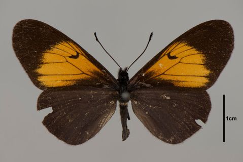 Actinote Hübner, 1819