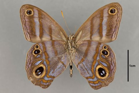 Chloreuptychia catharina Staudinger, 1888