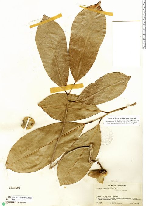 Annona montana Macfad.