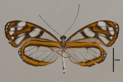 Oleria agarista (C.Felder, 1862)