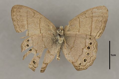Paryphthimoides poltys Prittwitz, 1865