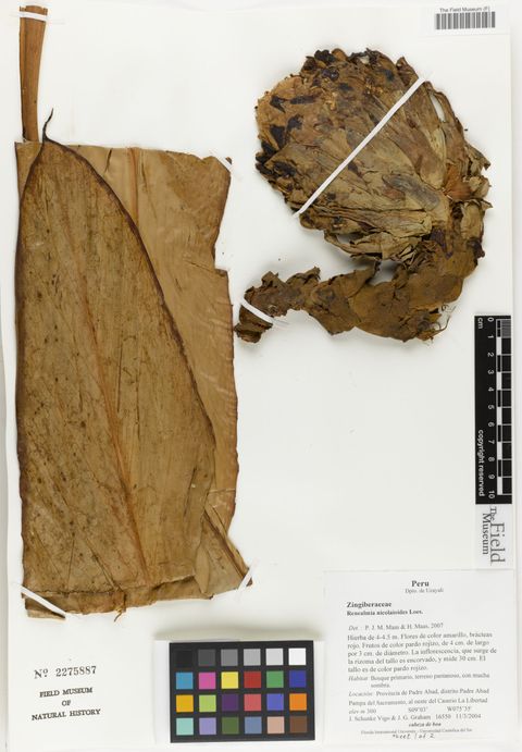 Renealmia nicolaioides Loes.