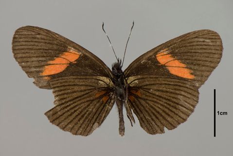 Actinote Hübner, 1819