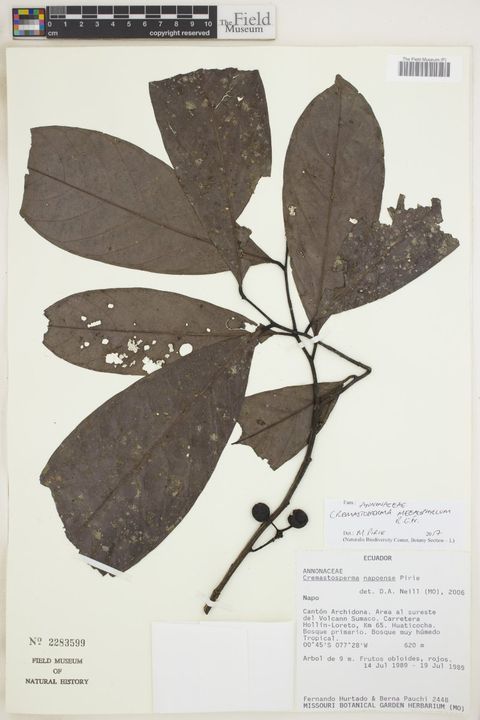 Cremastosperma megalophyllum R.E.Fr.