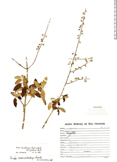 Eriope macrostachya var. hypoleuca Benth.