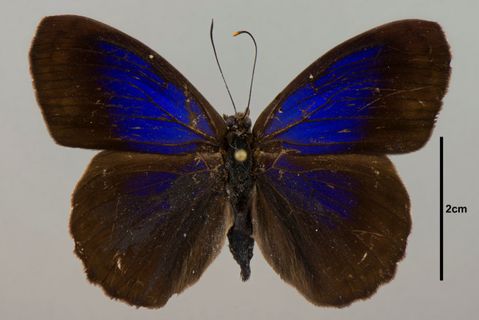 Eunica evelide Bates, 1864