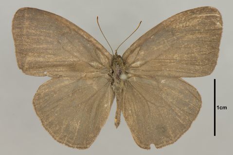 Euptychia Hübner, 1818