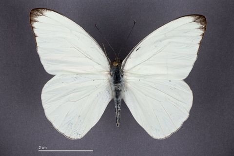Appias drusilla (Cramer, 1779)