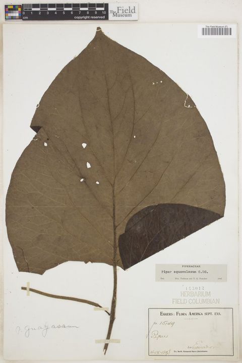 Piper squamulosum C.DC.