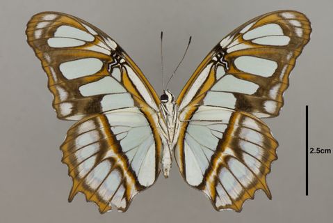 Siproeta stelenes Linnaeus, 1758