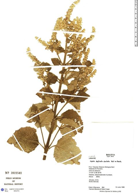 Cantinoa duplicatodentata (Pohl ex Benth.) Harley & J.F.B.Pastore