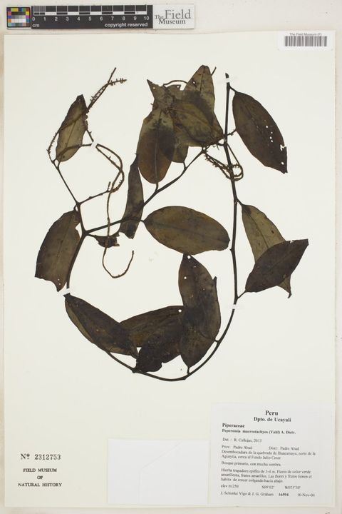 Peperomia macrostachyos (Vahl) A.Dietr.