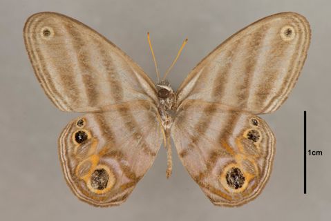 Chloreuptychia callichloris Butler, 1866