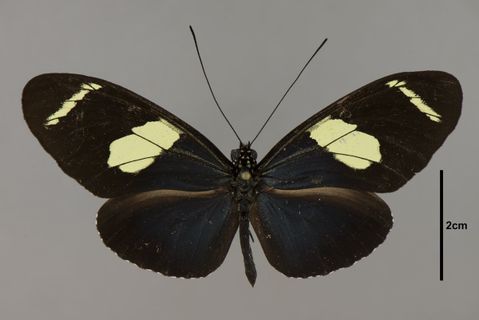 Heliconius wallacei Reakirt, 1866
