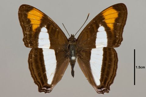 Adelpha Hübner, 1819