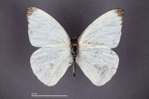 Appias drusilla (Cramer, 1779)