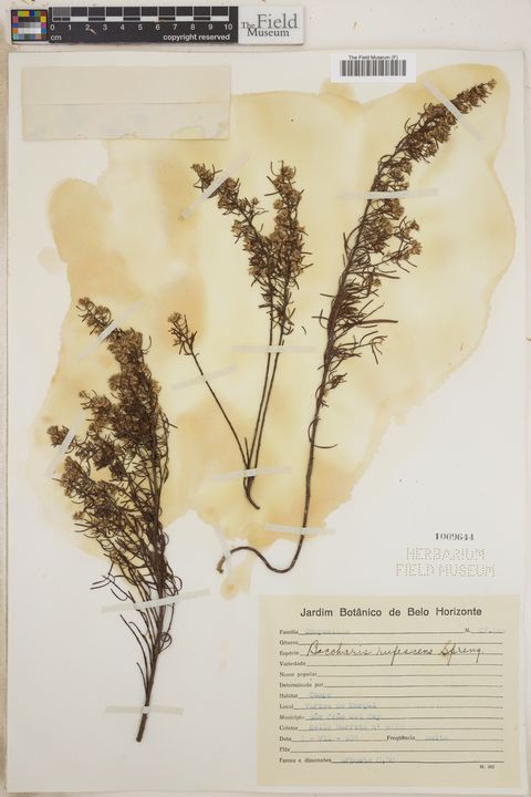 Baccharis rufescens Spreng.