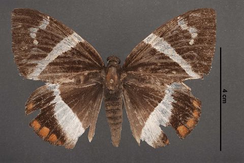 Telchin licus (Drury, 1773)
