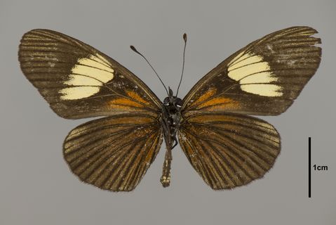 Actinote Hübner, 1819