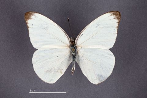 Appias drusilla (Cramer, 1779)